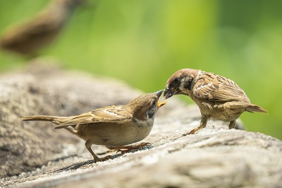 麻雀补肾能壮阳吗